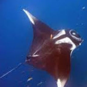 Meet your Posher, Angel